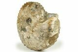 Iridescent Hoploscaphites Ammonite Fossil - South Dakota #270091-1